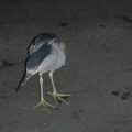 DSCN3510
