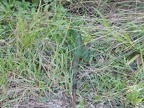 DSCN4018