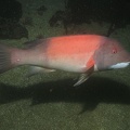 Sheephead