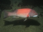 Sheephead