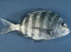 sheepshead 2