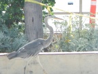 DSCN5994